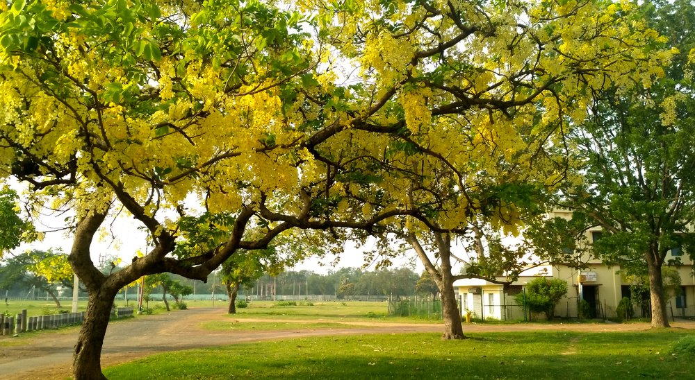 Photograph by SUPRAKASH DAS