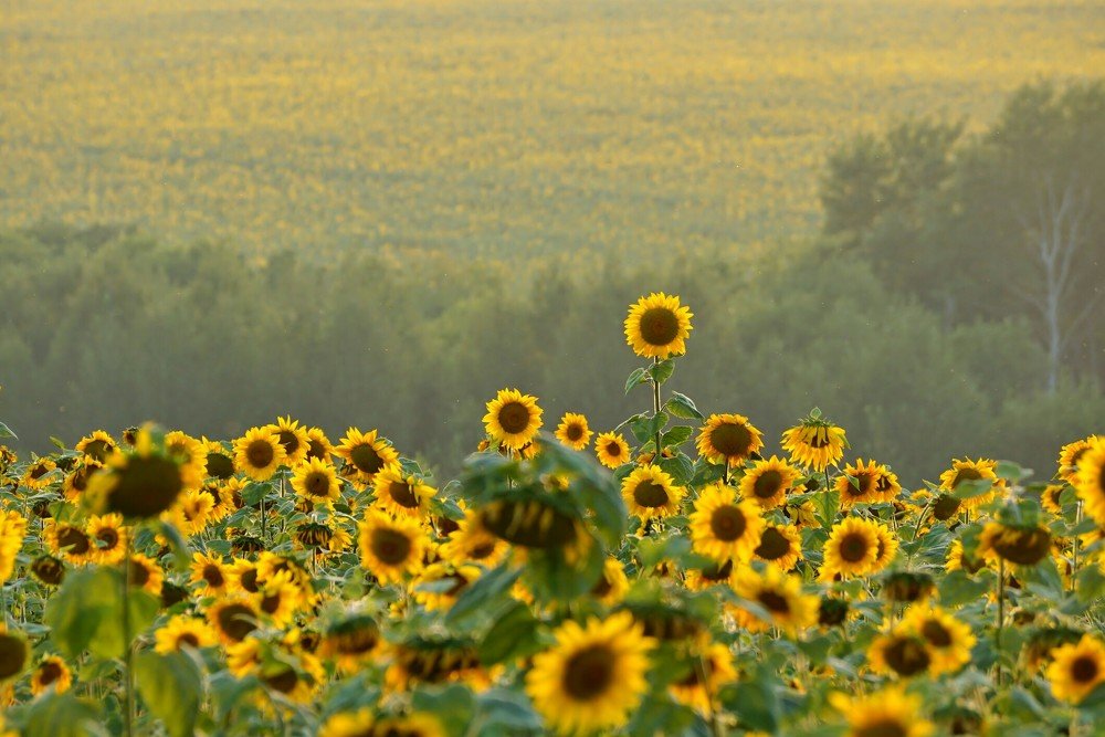 Photograph by Александр Попов