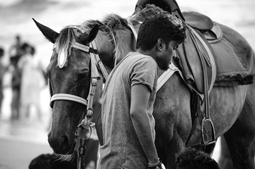 Horse Trainer
