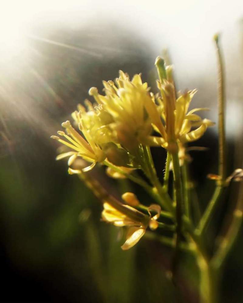 Photograph by Sadaf Saeed