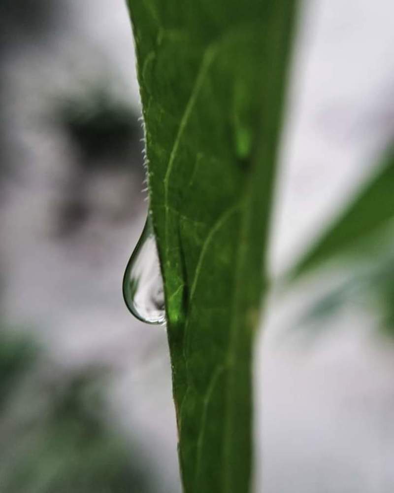 Photograph by Sadaf Saeed