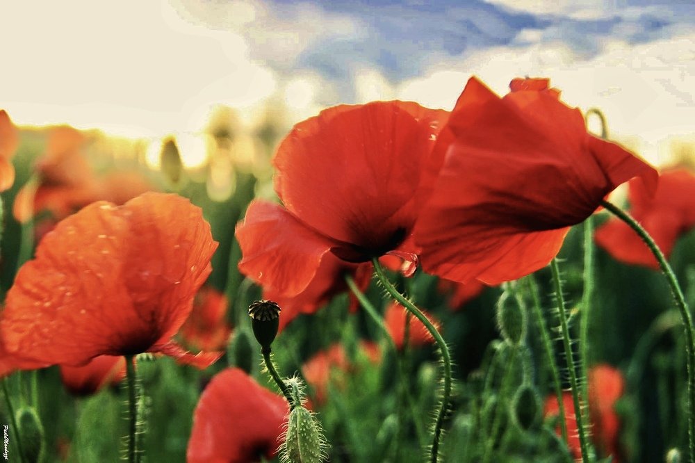 Photograph by Марина Неберекутина