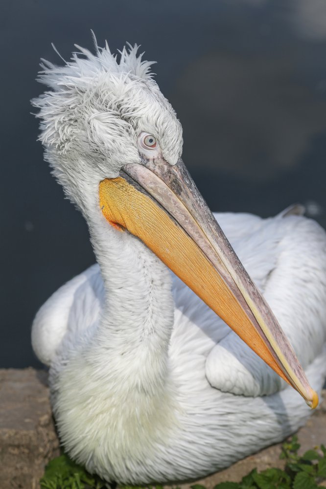 Photograph by Мария Самохина