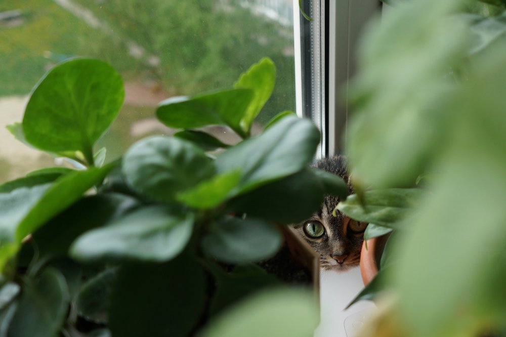 Photograph by Дмитрий Долгов