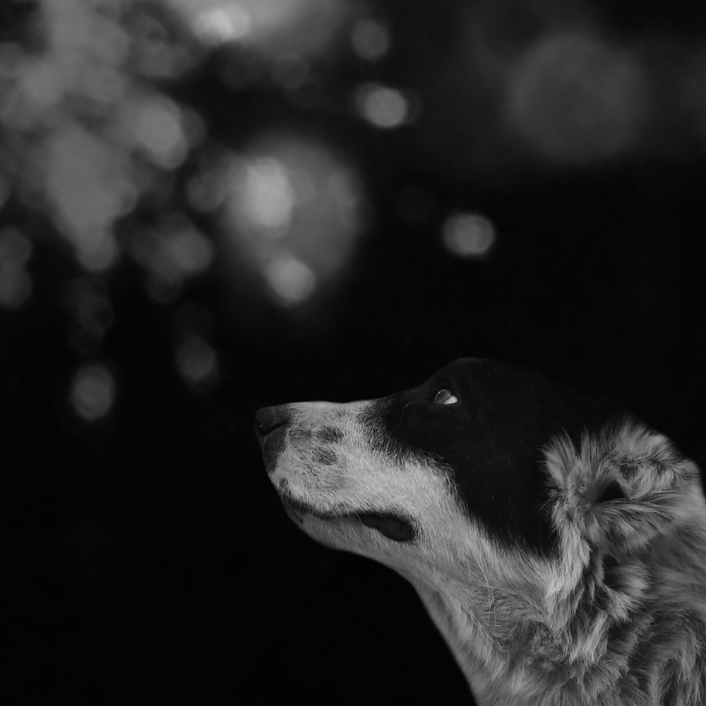 Photograph by Sadaf Saeed