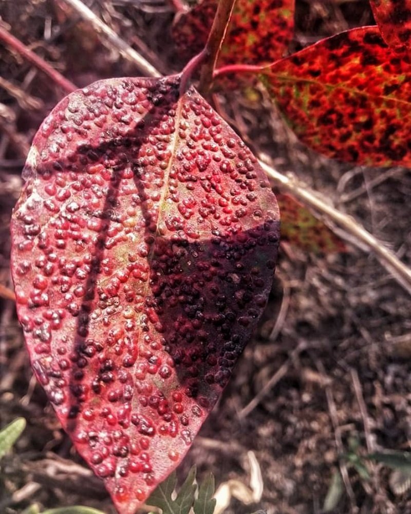 Photograph by Sadaf Saeed