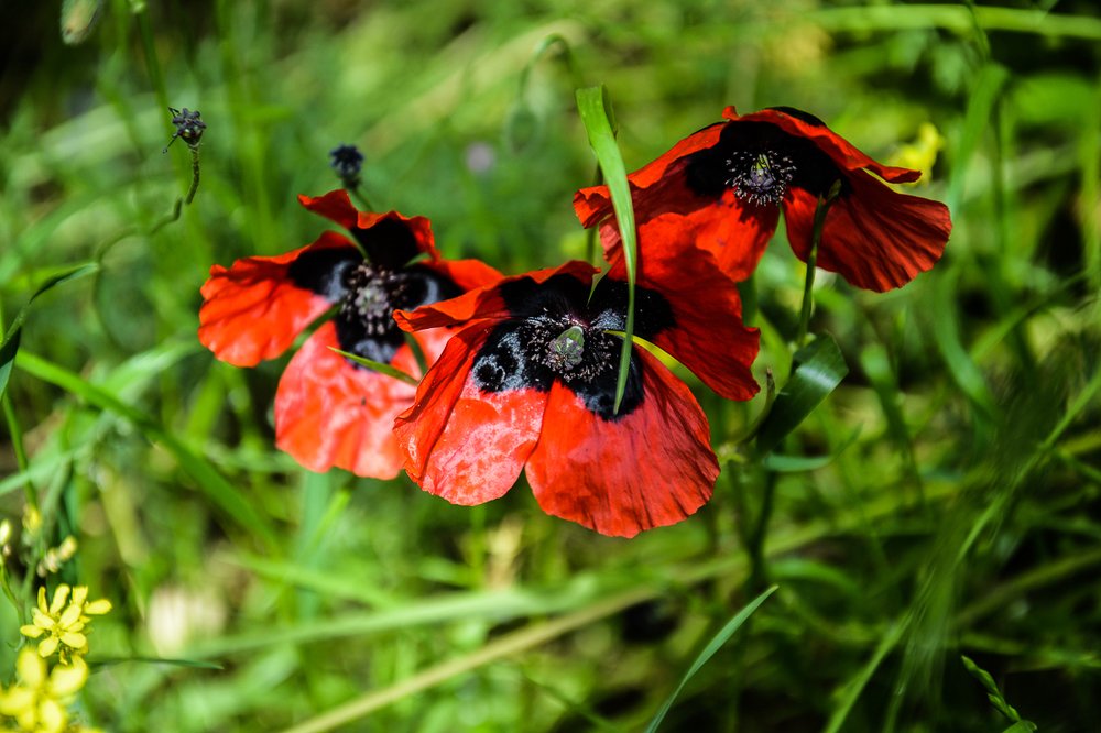 Зеленое и не только...