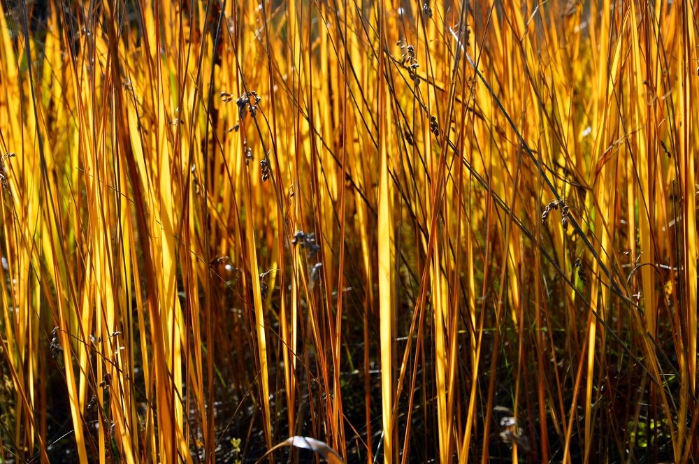 Photograph by Nadezhda