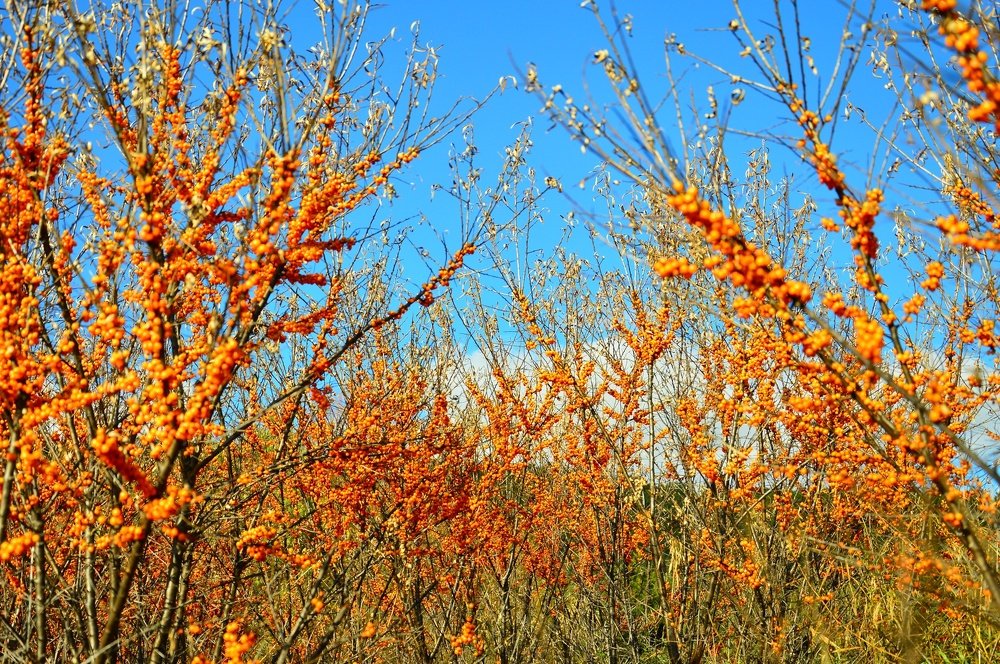 Photograph by Nadezhda