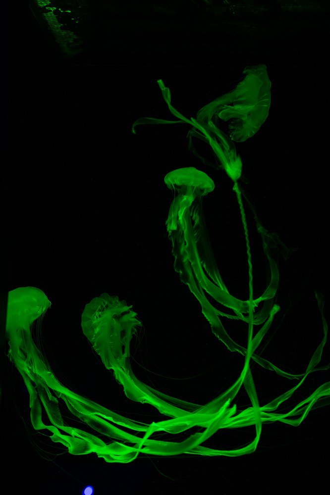 Photograph by Tatiana Oskina