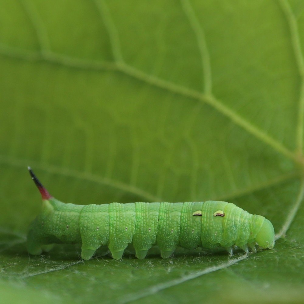 Photograph by Ирина Корабельникова