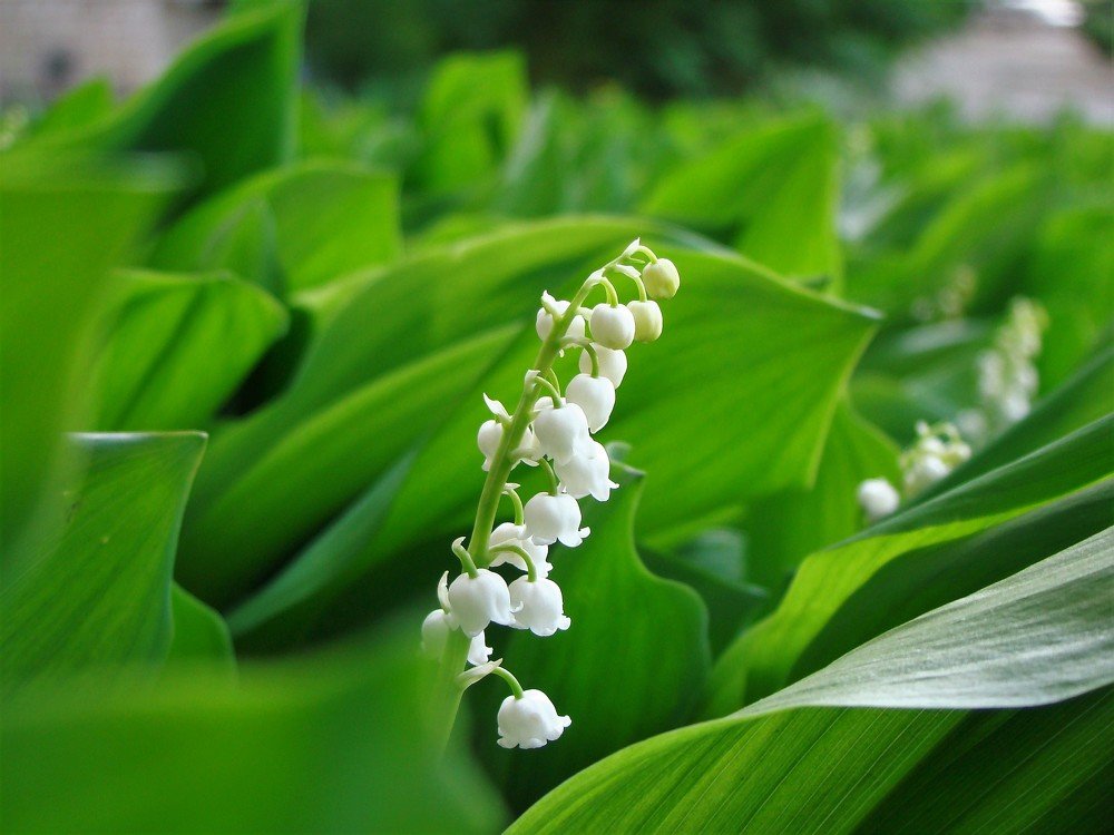 Photograph by Владимир Сиволапов