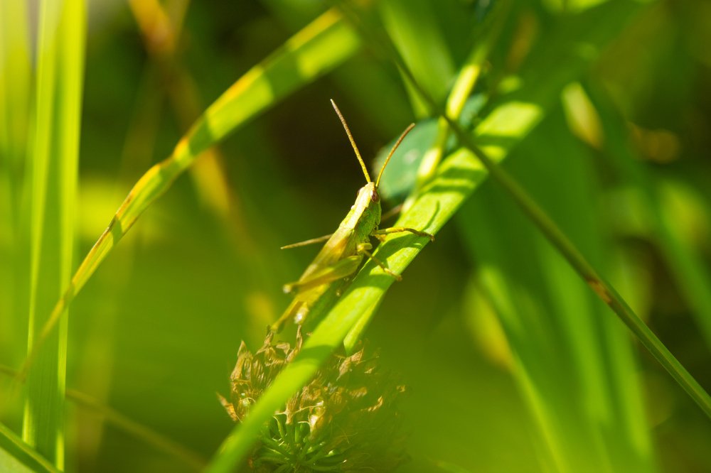 В траве сидел кузнечик