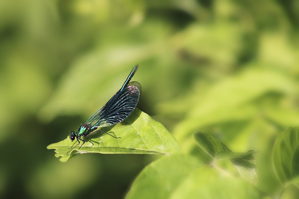 Photograph by Николай