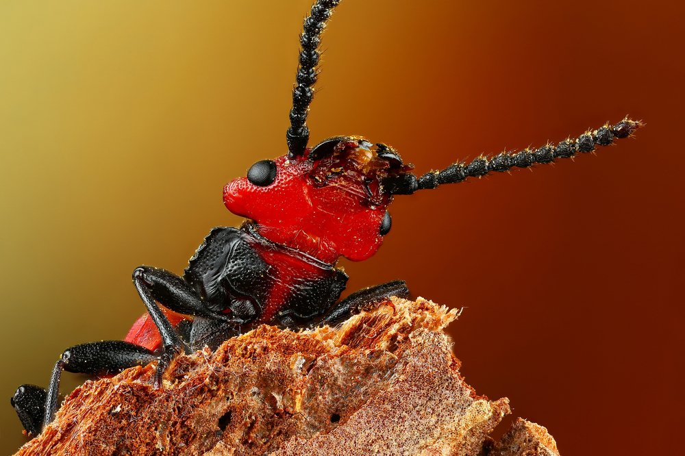 Плоскотелка снизу