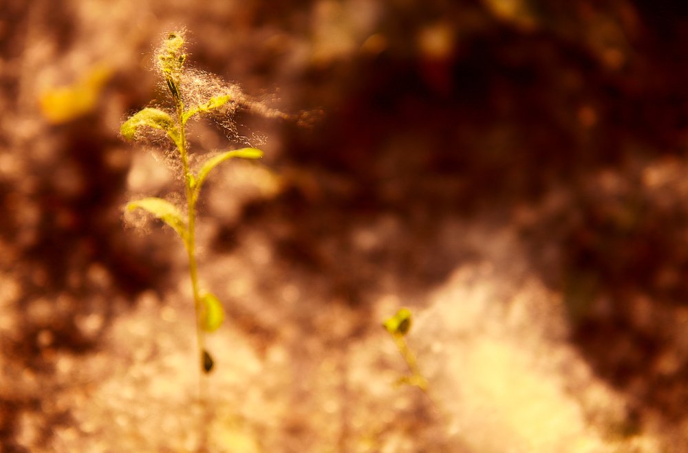 Теплый снег №2