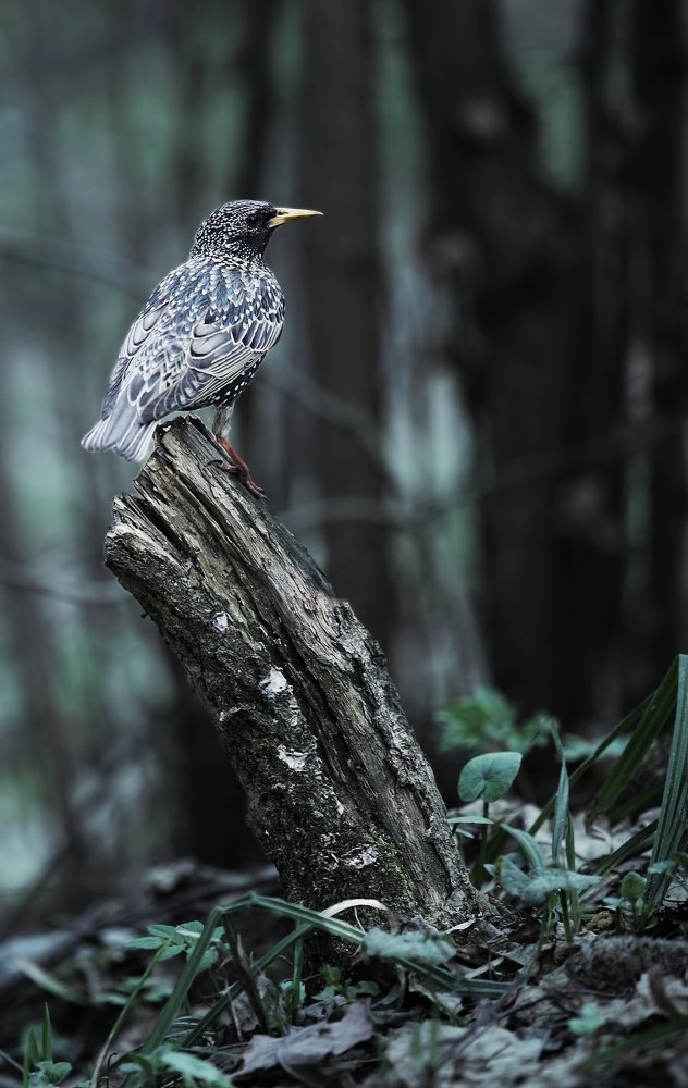 Photograph by Володя Овчаров