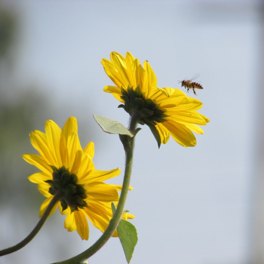Photograph by Anubhav Saxena
