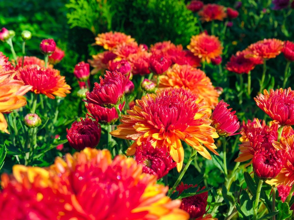 Photograph by Анастасия Романова