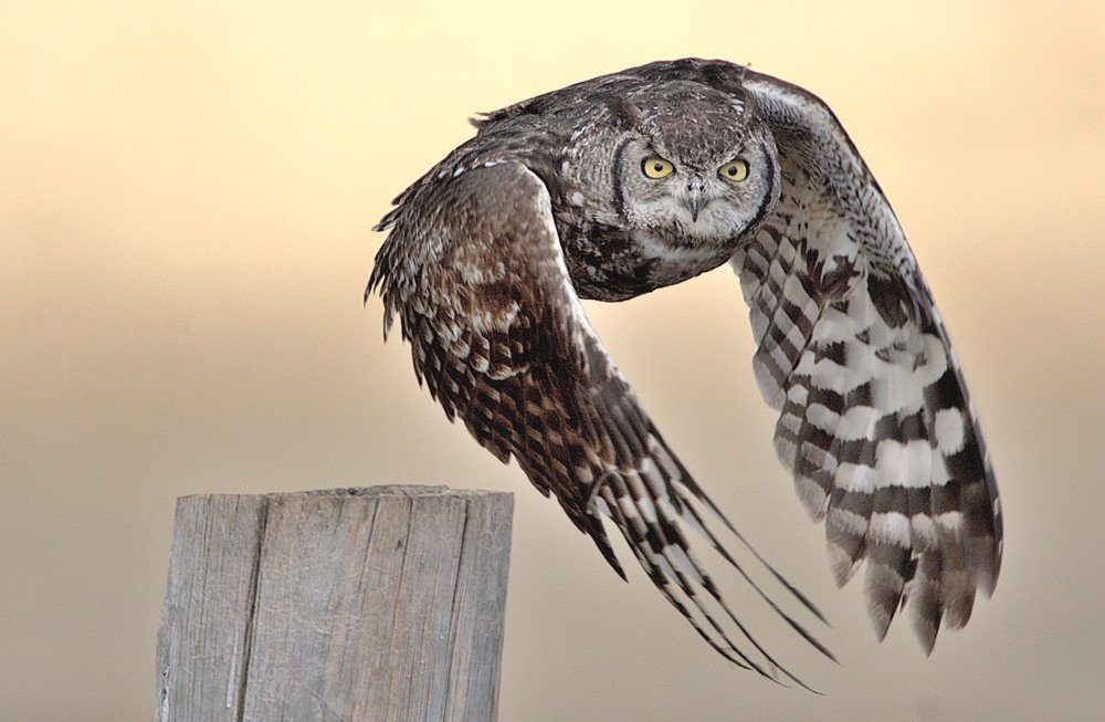 Photograph by mark liebenberg