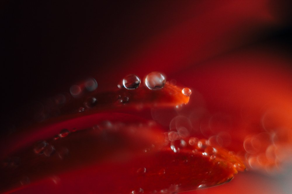 Photograph by Анастасия Куцубей