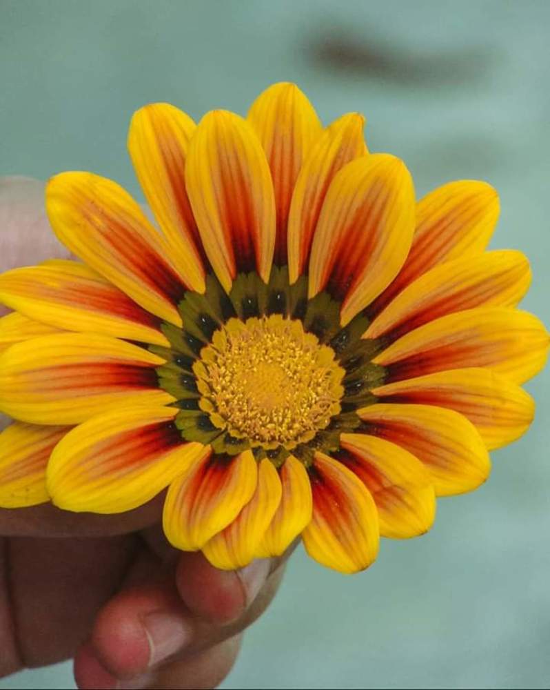 Фотография автора Abdullah