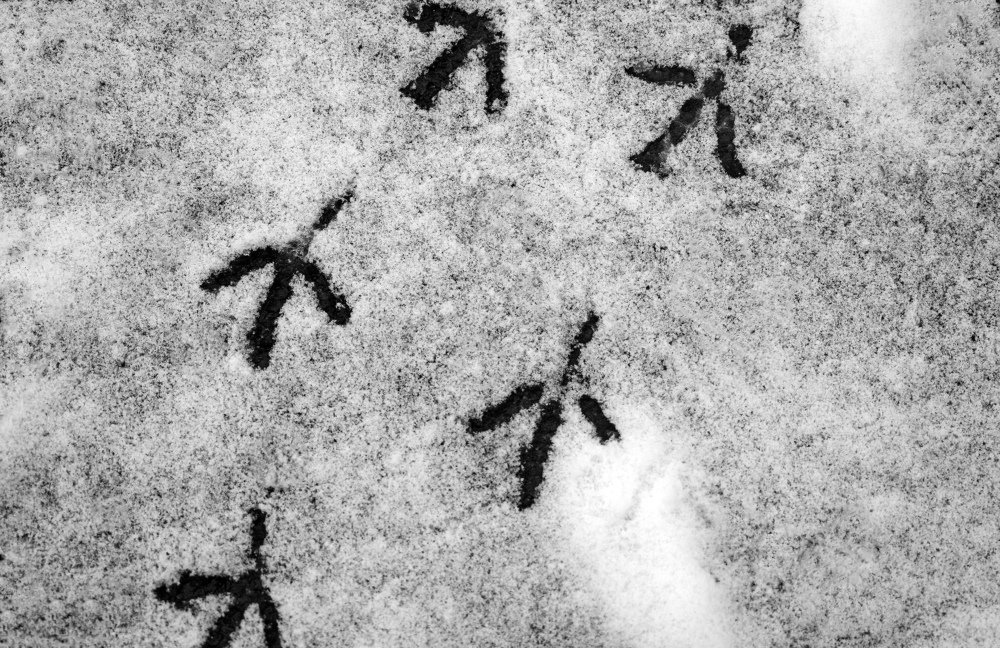 По первому снегу...