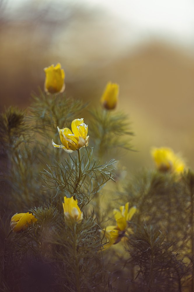 Photograph by Татьяна Аверина