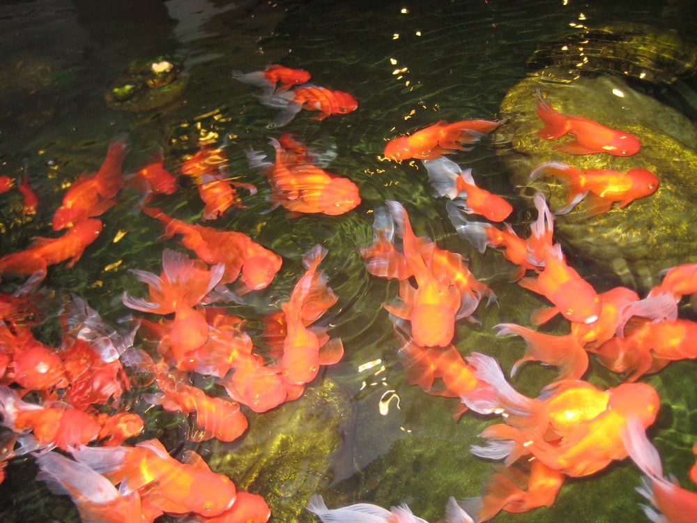 Фотография автора Елена Александрова