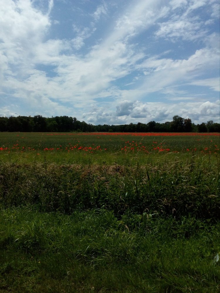 The beauty of the field!