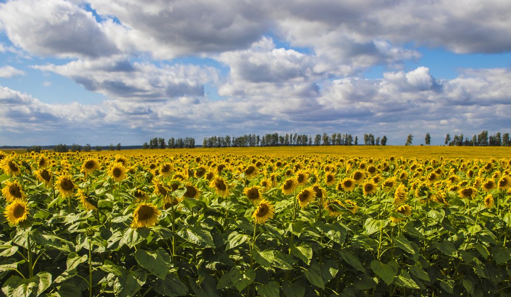 Photograph by Anna Kirienkova