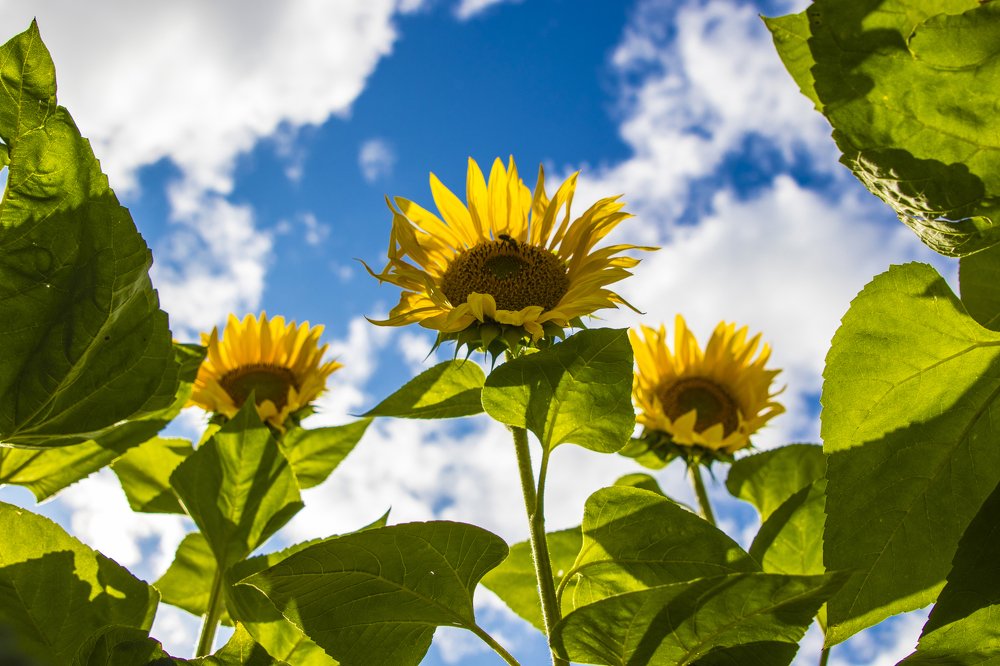 Photograph by Anna Kirienkova