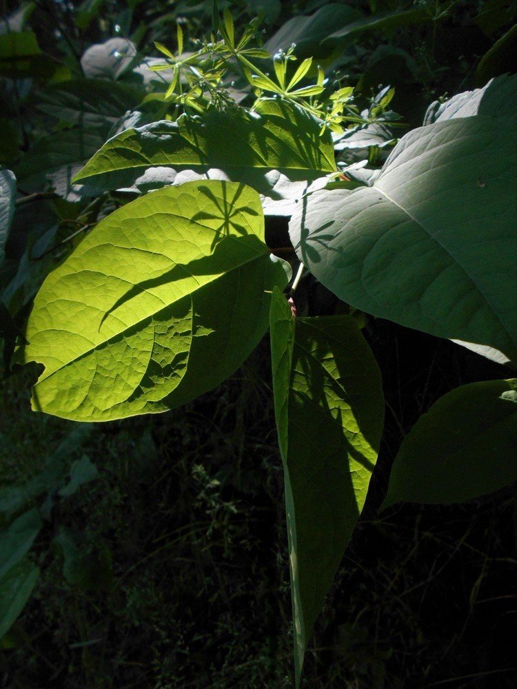 Фотография автора Nicole Thévenon