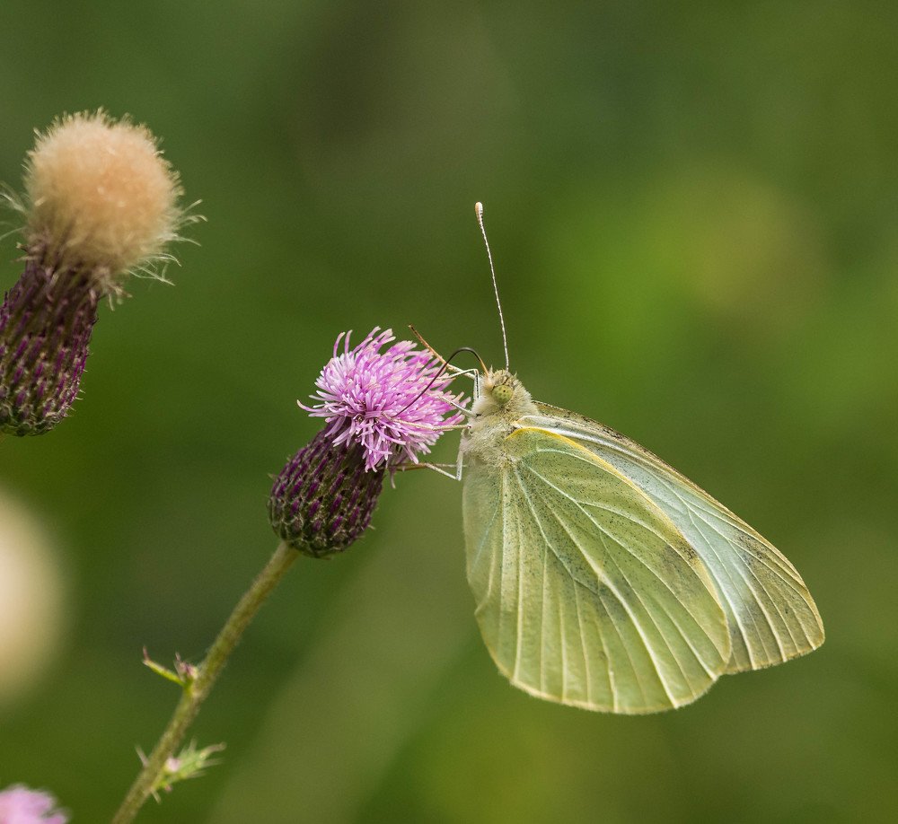 Фотография автора Lada