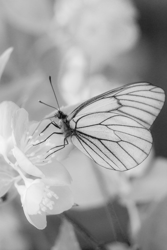 Photograph by Victor Pruhnitskiiy