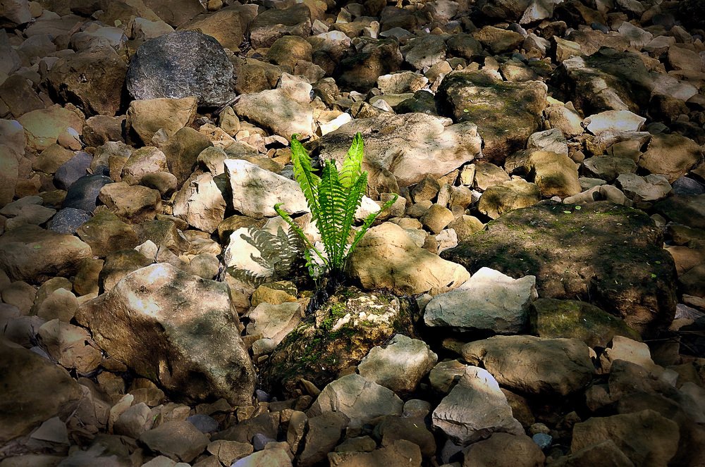 Сквозь камни