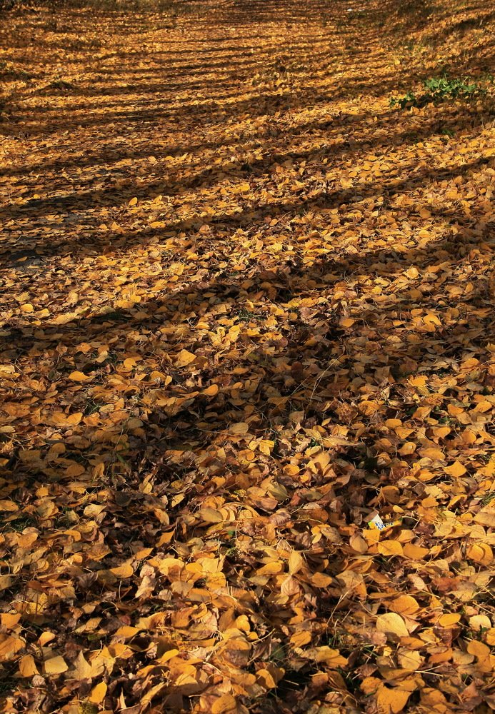 Photograph by Владимир Сафронов