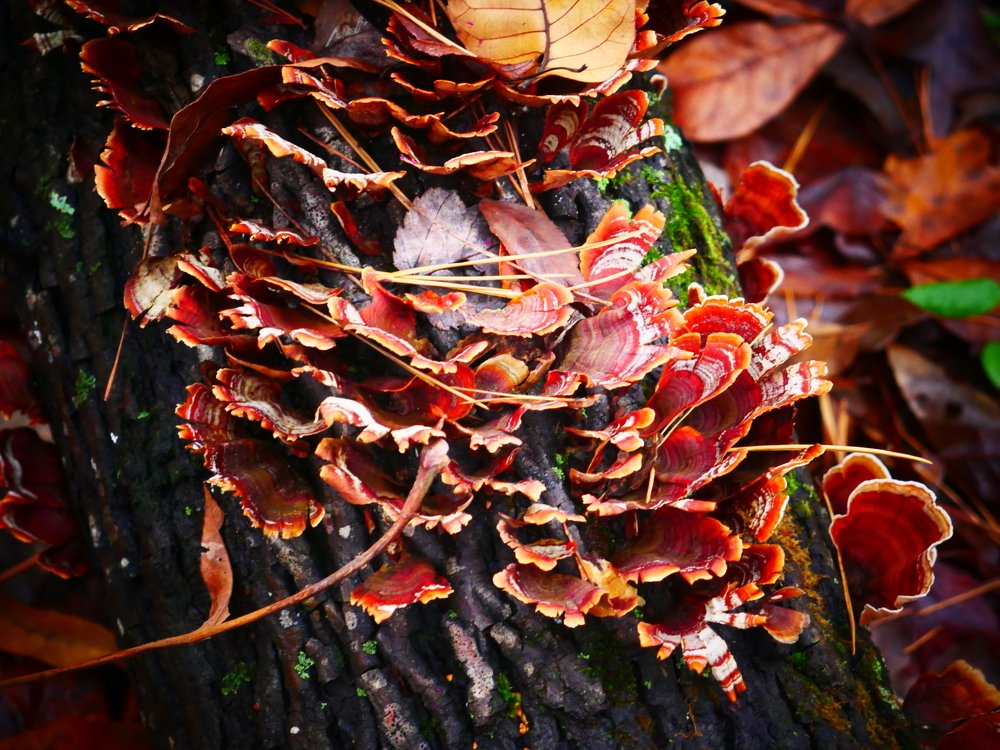 Грибы на дереве.