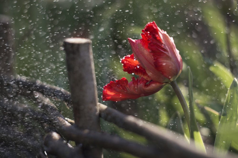 Photograph by Анастасия Третьякова