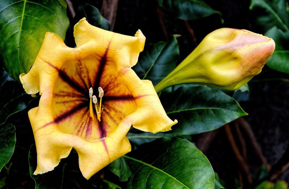 Solandra maxima
