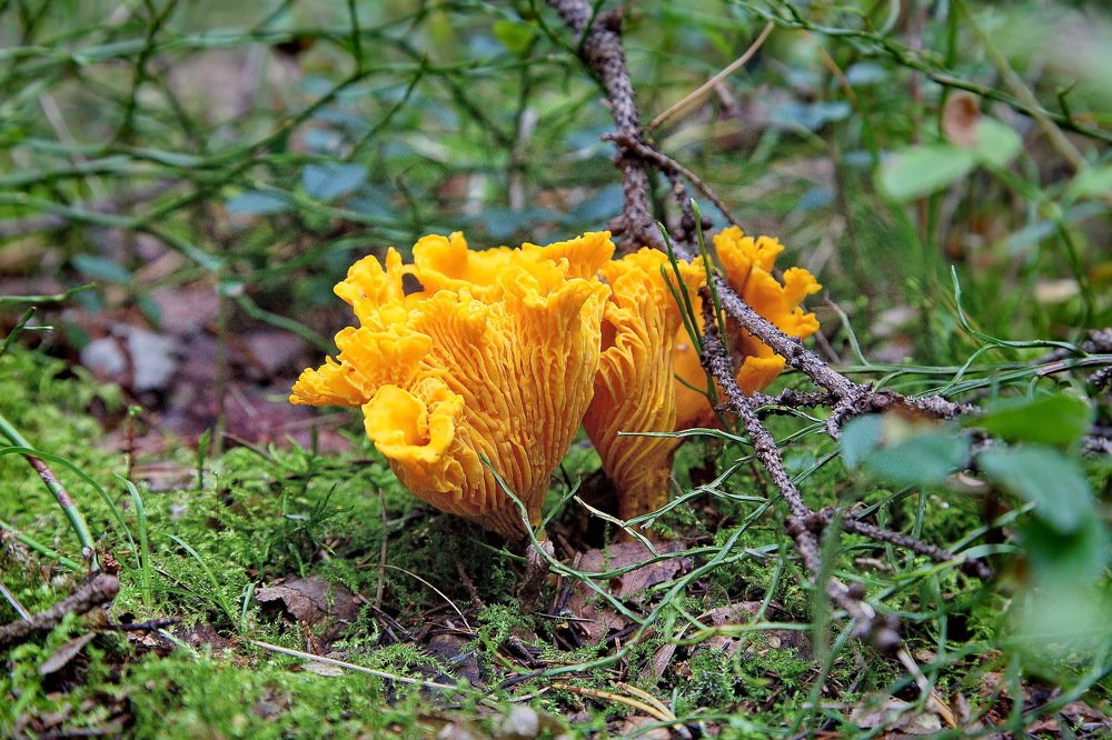 Photograph by Александр Столяров