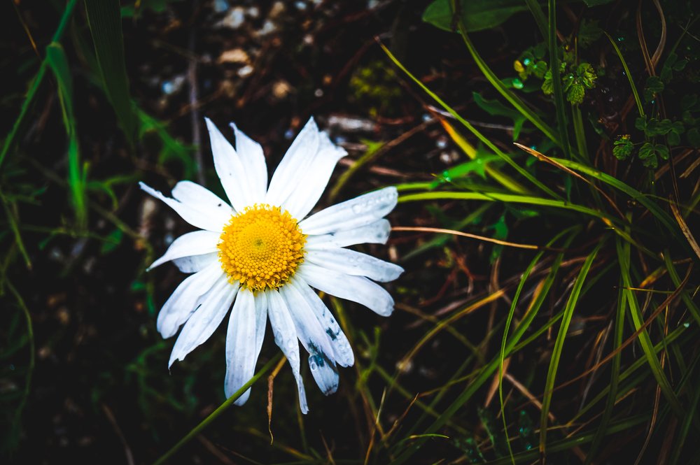 Photograph by Виктор Сёмушкин