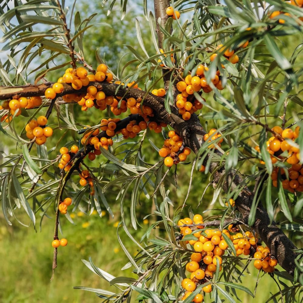 Лета последний аккорд: облепиха!