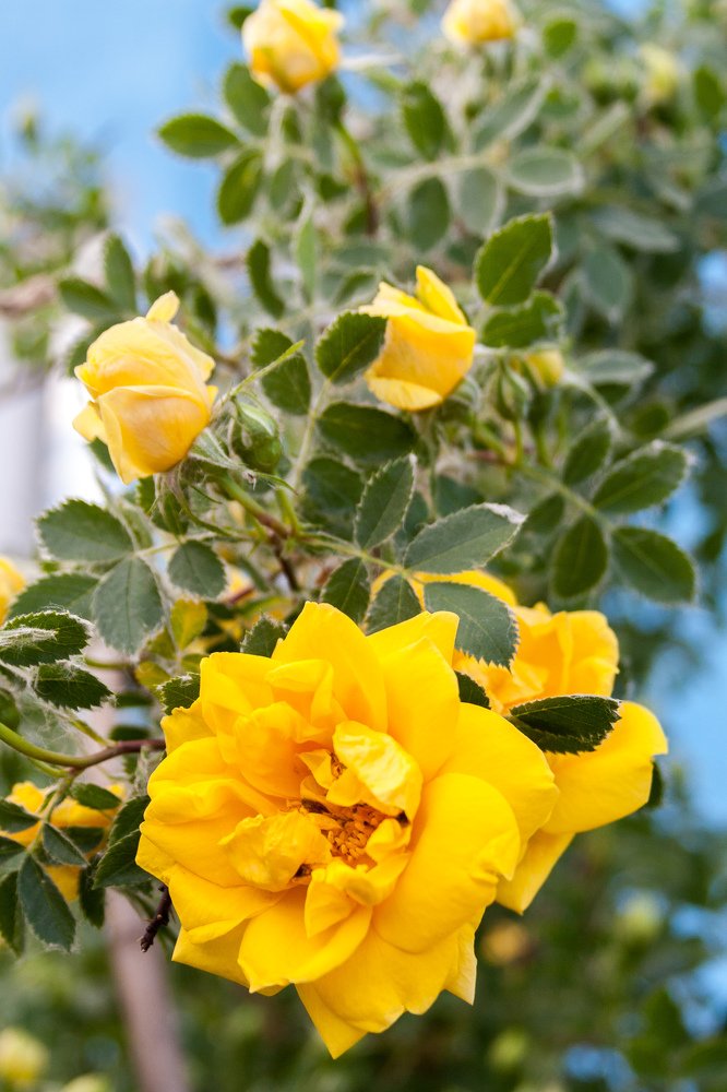 Конкретно желтый!