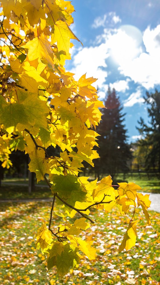 Цвет на просвет