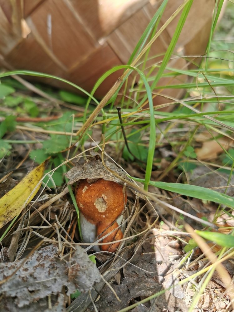 Тихая охота на....