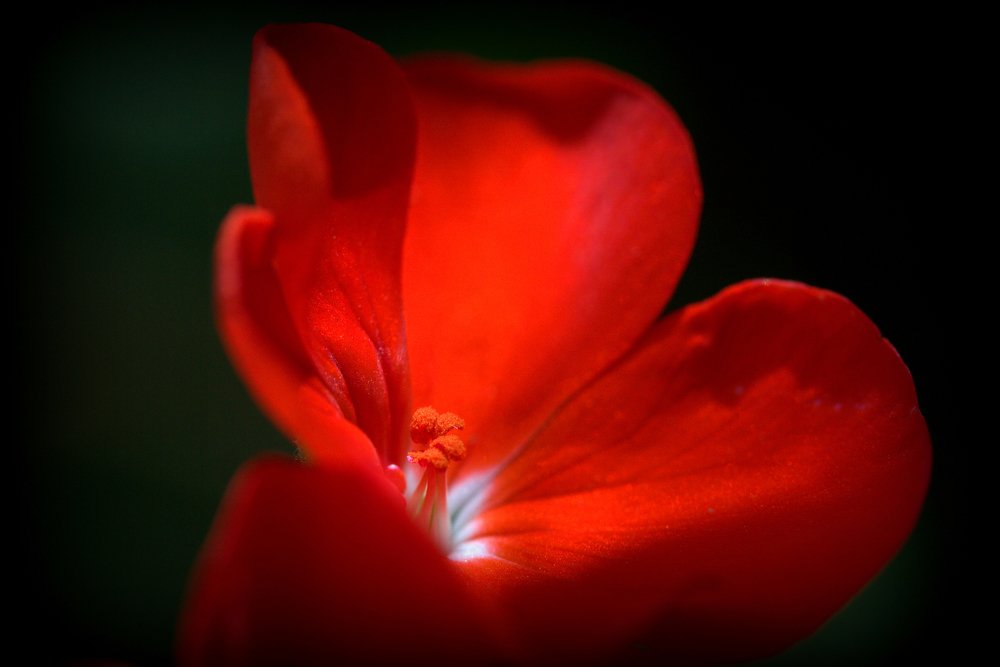 Photograph by Olinda Garcia Favre