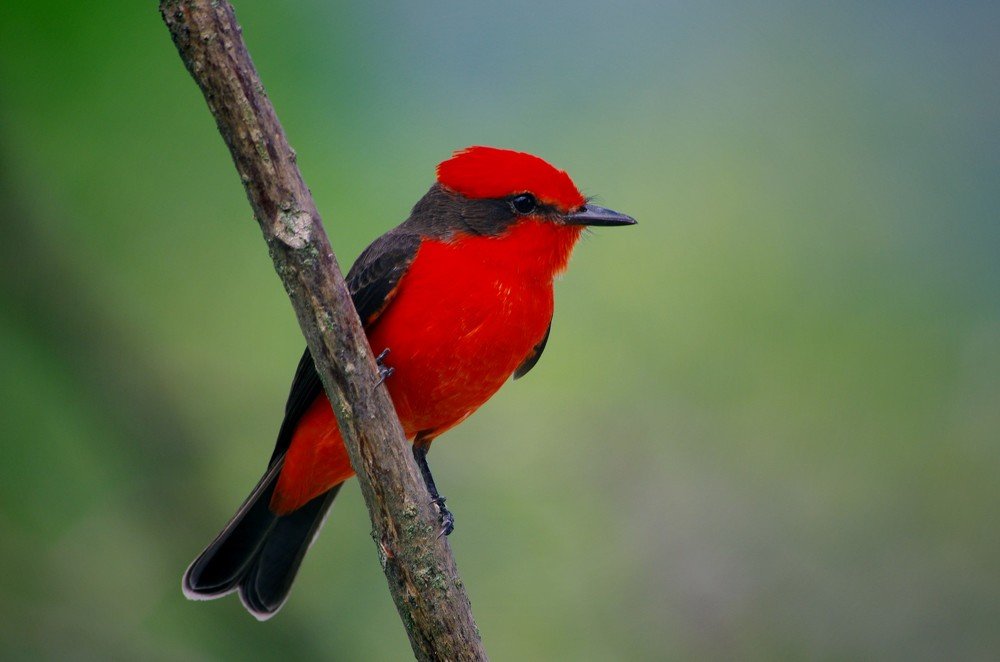 Flycatcher of Colombia