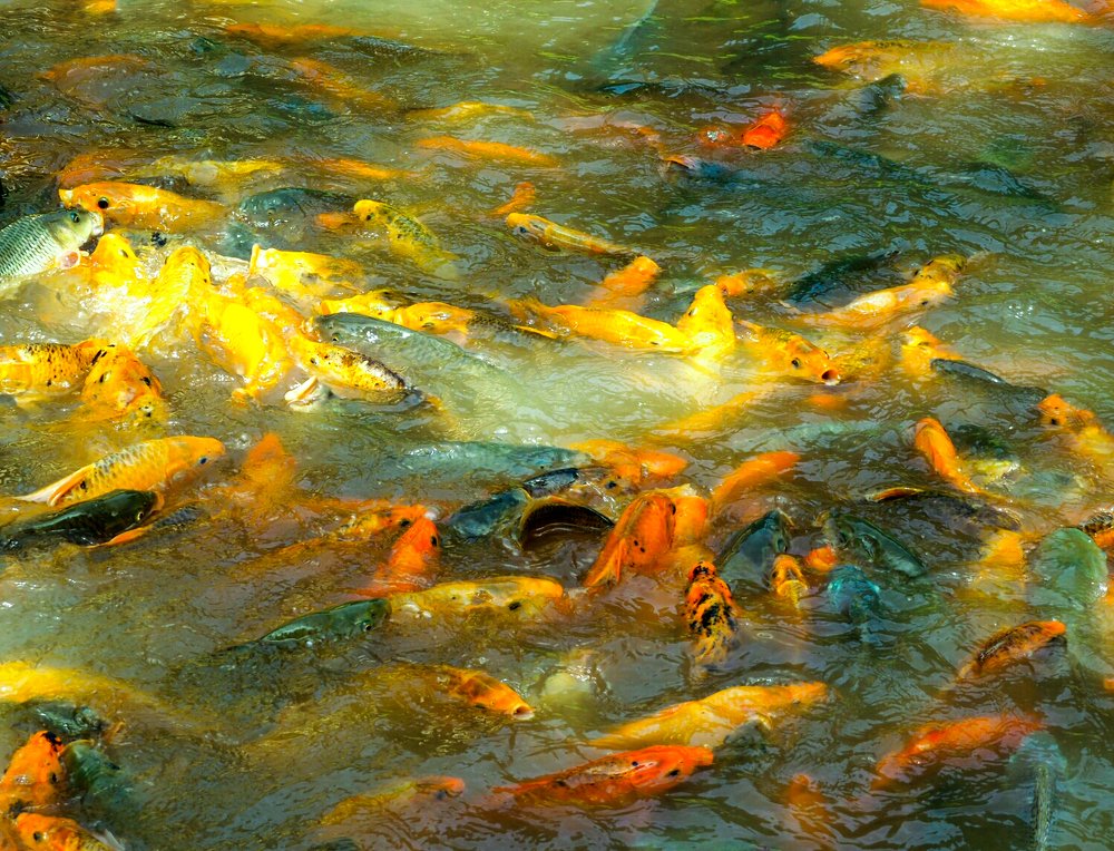 Фотография автора Olena Vorotyntseva