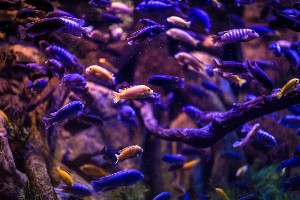 Photograph by Роман Сидоренко